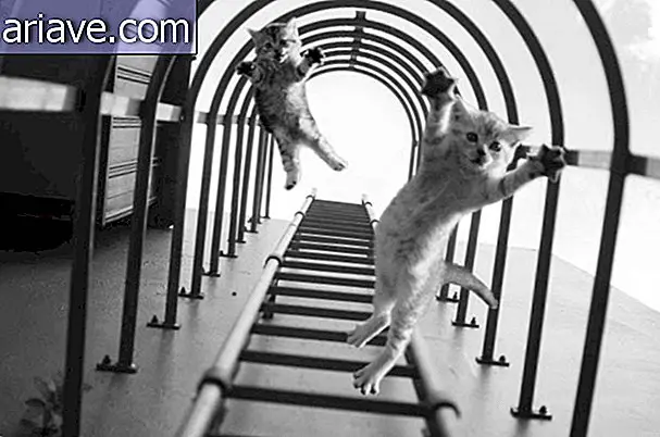 यू वेई ने सीढ़ियों की तस्वीर ली और उड़ान बिल्ली के बच्चे को पंजीकृत करने की उम्मीद नहीं की