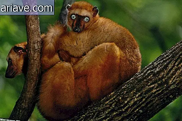 Vượn cáo mắt xanh (Eulemur flavifrons) - Cũng từ Madagascar, chúng là loài linh trưởng duy nhất có đôi mắt xanh bên cạnh con người.