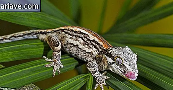 Gargoyle Gecko (Rhacodactylus auriculatus) - Tự nhiên từ đảo New Caledonia ở Nam Thái Bình Dương