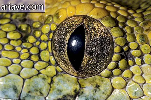 Green Tree Python (Morelia viridis) - Tự nhiên từ New Guinea, các hòn đảo khác nhau của Indonesia và Bán đảo Cape York ở Úc