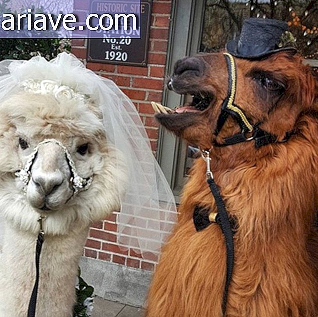 Mọi người đang mời llamas đến đám cưới của họ