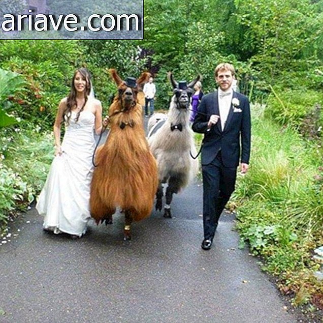 Les gens invitent les lamas à leurs mariages