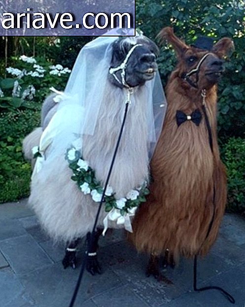 Le persone invitano i lama ai loro matrimoni