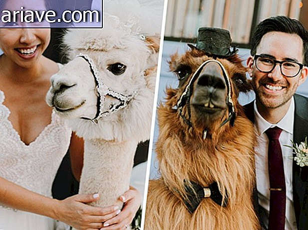 Les gens invitent les lamas à leurs mariages