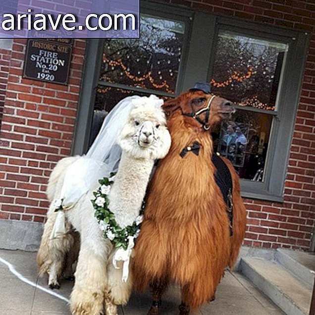 Mọi người đang mời llamas đến đám cưới của họ