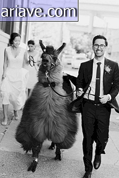 Leute laden Lamas zu ihren Hochzeiten ein