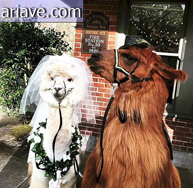 Le persone invitano i lama ai loro matrimoni