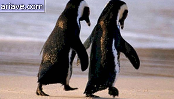 Pingvin pár