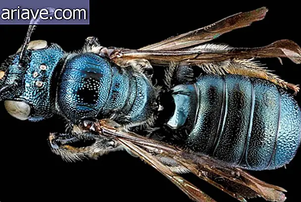 Las fotos de insectos en primer plano más sorprendentes que hayas visto