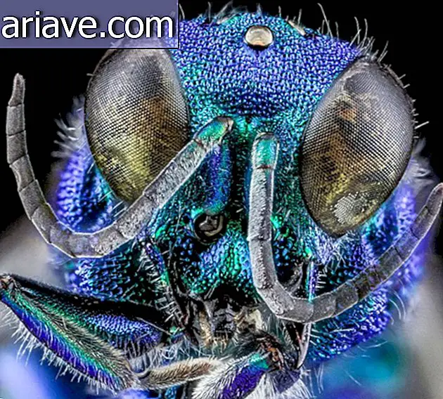 Najúžasnejšie detailné fotografie hmyzu, aké ste kedy videli
