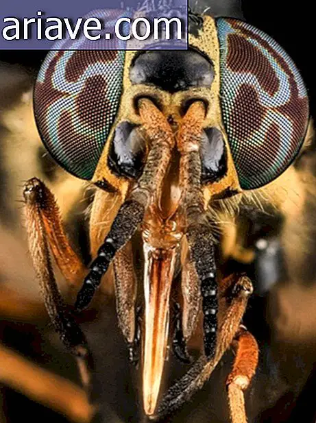 Las fotos de insectos en primer plano más sorprendentes que hayas visto