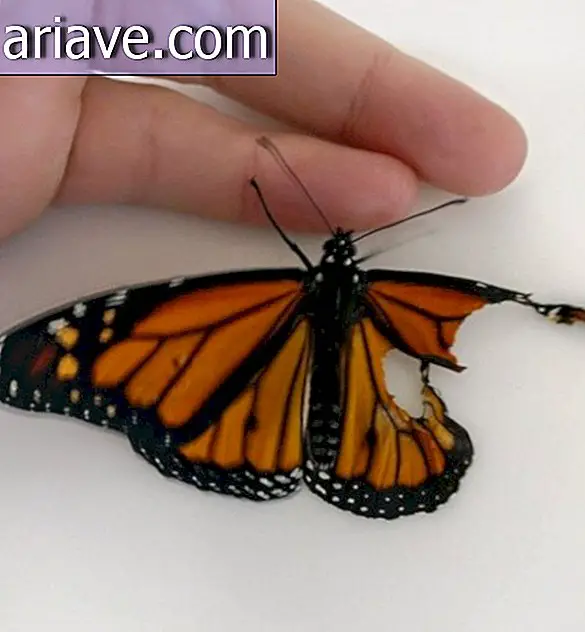Dieser Designer hat eine Schmetterlingsflügeltransplantation durchgeführt, die sehr gut funktioniert hat