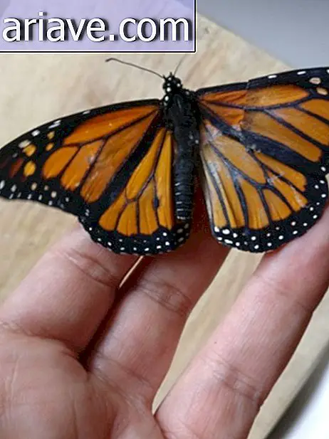 Dieser Designer hat eine Schmetterlingsflügeltransplantation durchgeführt, die sehr gut funktioniert hat