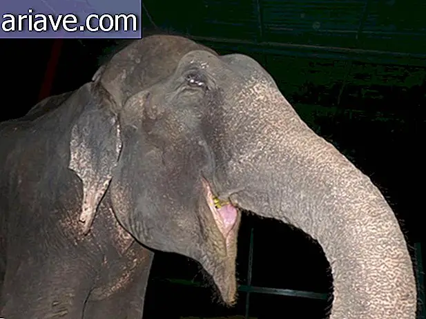 L'elefante piange per l'eccitazione dopo il rilascio dopo 50 anni di prigione