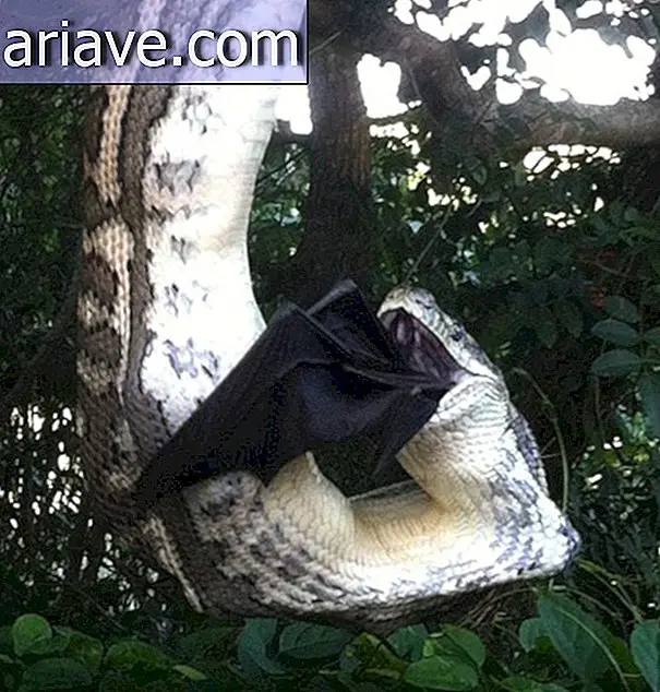 Python traga un murciélago enorme sin descender un árbol en el patio trasero australiano
