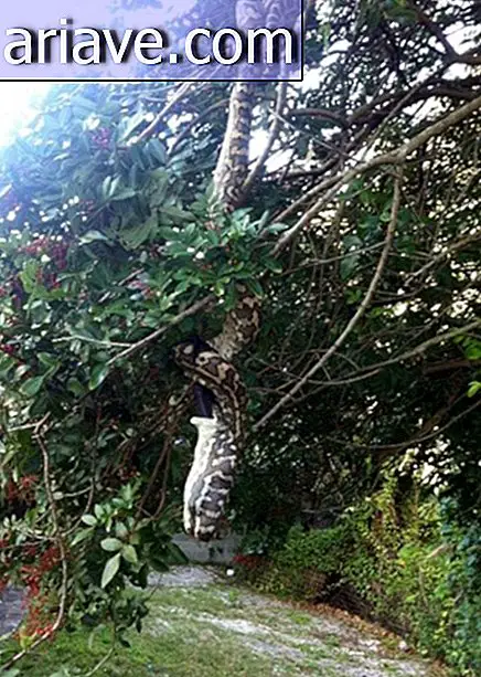 Python traga un murciélago enorme sin descender un árbol en el patio trasero australiano