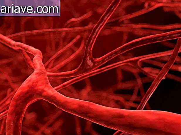 Кровоносні судини