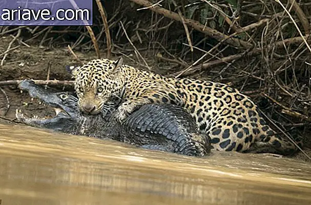 Jaguar atacando cocodrilo