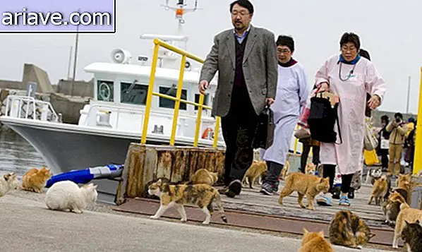 Les chattes dominent: découvrez l'île japonaise envahie par les chats