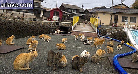 Les chattes dominent: découvrez l'île japonaise envahie par les chats