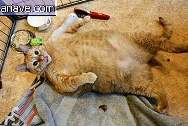 Meet SpongeBob, probably the fattest cat in the world