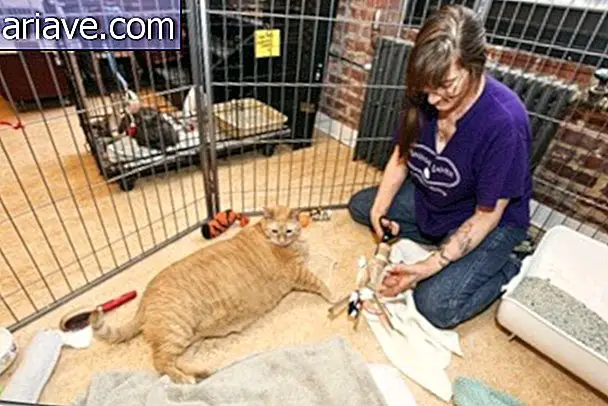 Meet SpongeBob, probably the fattest cat in the world