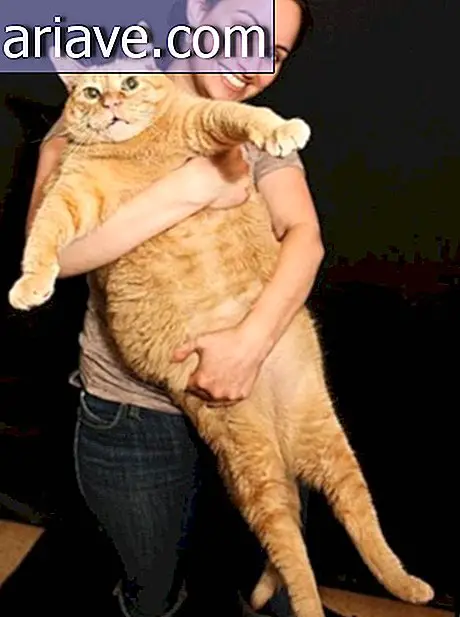 Tutvuge Paavoga, kes on tõenäoliselt kõige rasvasem kass maailmas