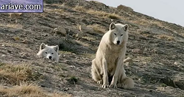 Lobos árticos