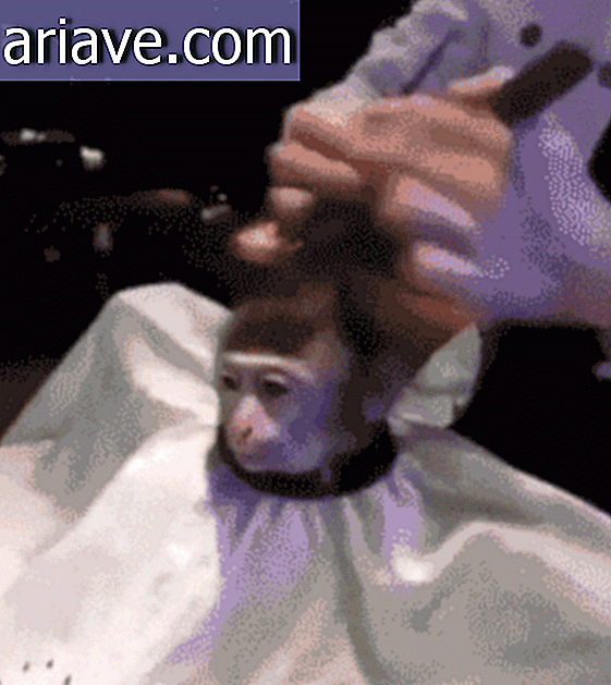 Scimmia che ha i capelli tagliati