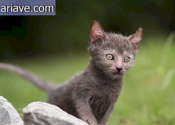 'Lykois': oppi ihmissusi kissojen historiasta