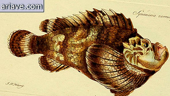 Illustrazione di pesce di pietra