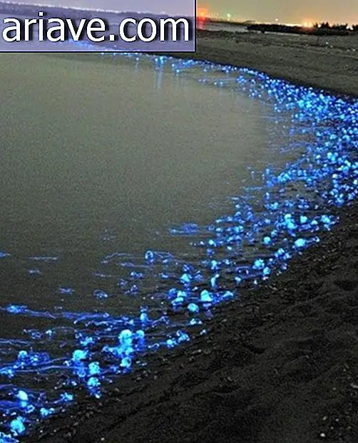 जापानी खाड़ी में Bioluminescent Squids शो