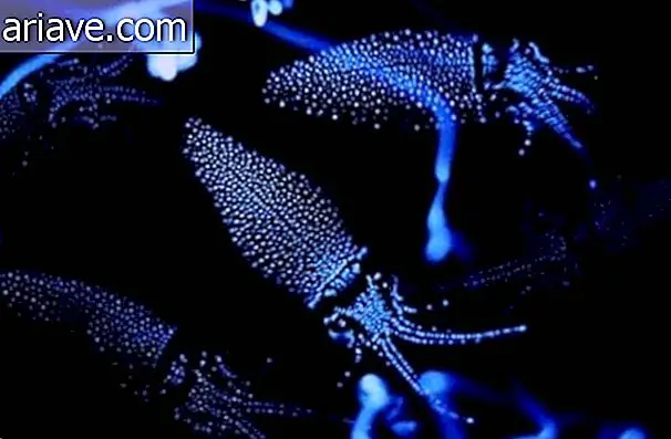 जापानी खाड़ी में Bioluminescent Squids शो