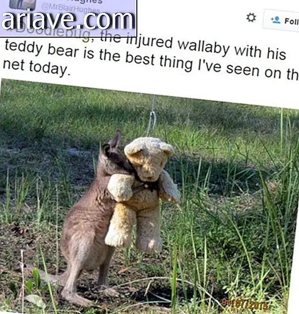 Mit Niedlichkeit das Internet durchbrechen: das Känguru und sein Teddybär