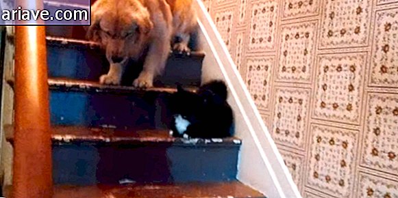 Щенок побаивался котов и чужих людей. Лестница для собак. Собака на ступеньках нюхает. Собака на лестнице анимация. Собака у ступеньки Мем.