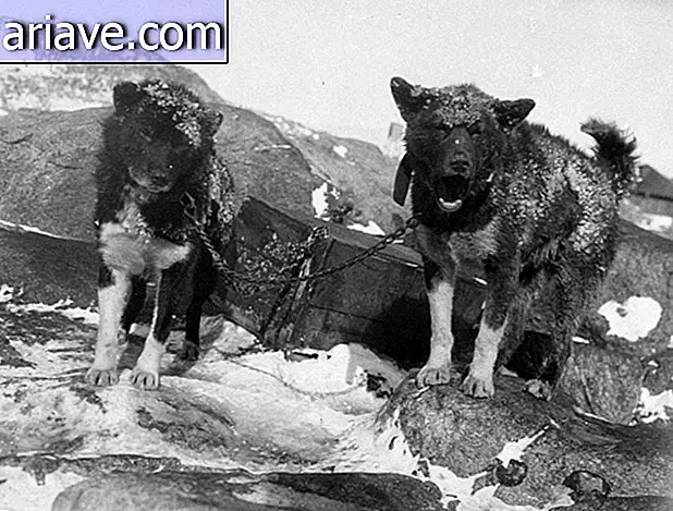 Cani in Antartide