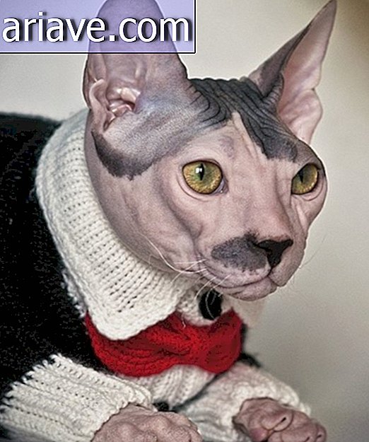 Cat has Adolf Hitler-like appearance and personality