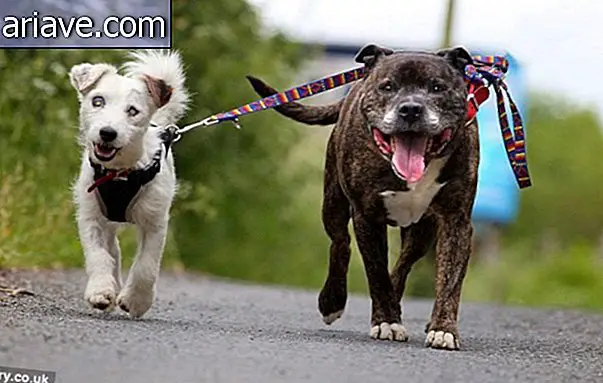 Elválaszthatatlan barátok: Vak kutya mentve a vezető kutyájával
