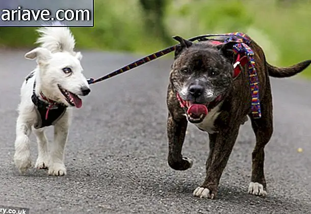 Onafscheidelijke vrienden: blinde hond gered met zijn geleidehond