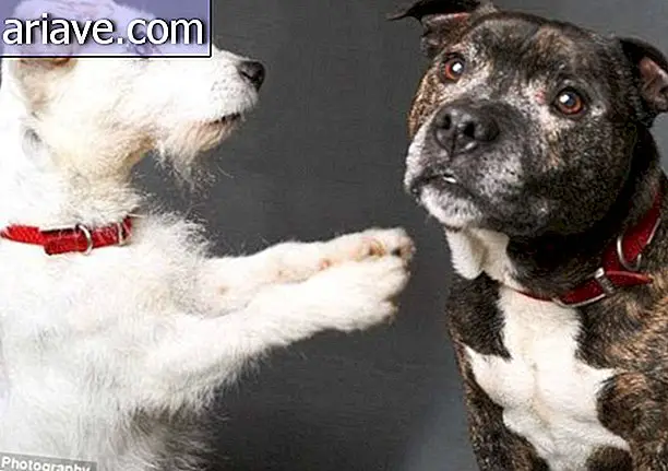 Onafscheidelijke vrienden: blinde hond gered met zijn geleidehond