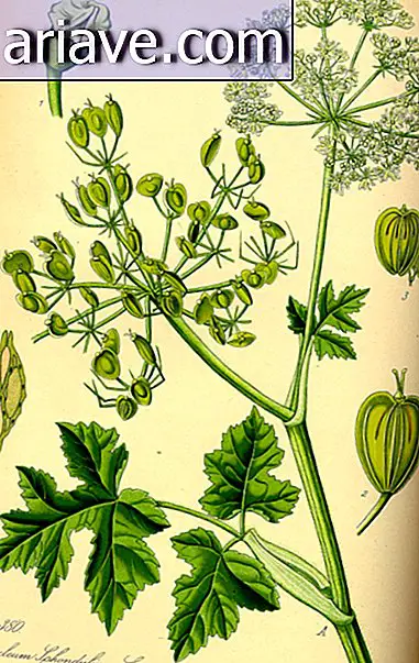 Ilustración de una planta
