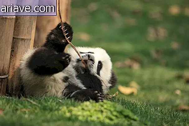 Kaputian ng araw: tingnan ang mga larawan ng isang panda nursery sa Tsina