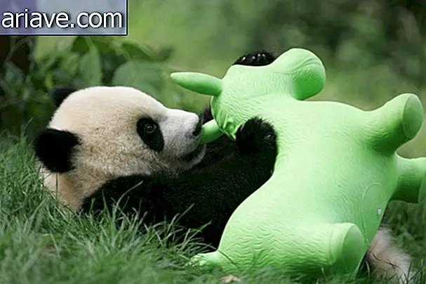 Kaputian ng araw: tingnan ang mga larawan ng isang panda nursery sa Tsina
