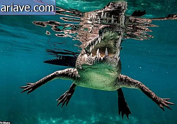 Fotograf schwimmt mit gefährlichen Salzwasserkrokodilen in Kuba [Galerie]