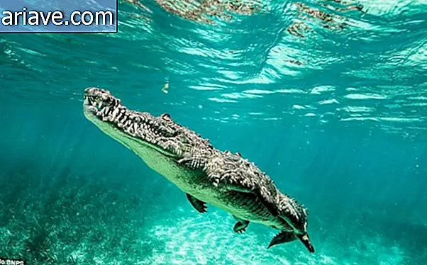 Фотограф плива с опасним морским крокодилима на Куби [галерија]