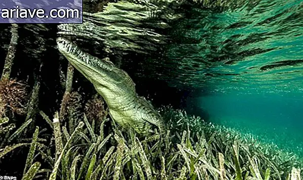 फोटोग्राफर क्यूबा में खतरनाक खारे पानी के मगरमच्छ के साथ तैरता है [गैलरी]