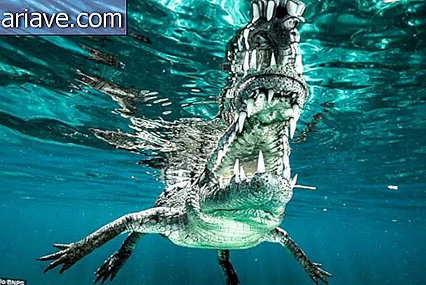 Фотограф плива с опасним морским крокодилима на Куби [галерија]