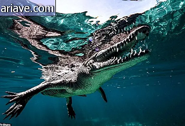 Фотограф плавает с опасными морскими крокодилами на Кубе [галерея]