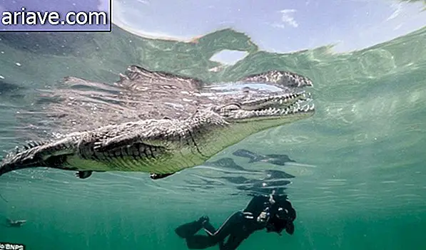 Fotograf schwimmt mit gefährlichen Salzwasserkrokodilen in Kuba [Galerie]