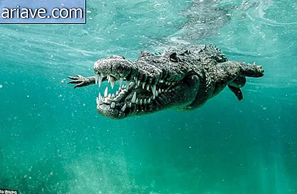 Фотограф плавает с опасными морскими крокодилами на Кубе [галерея]